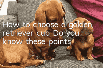 How to choose a golden retriever cub? Do you know these points?