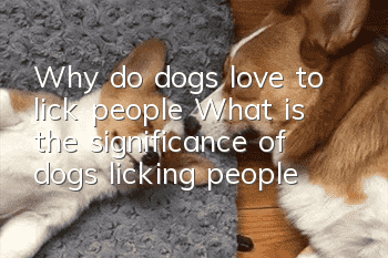 Why do dogs love to lick people? What is the significance of dogs licking people?