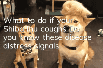 What to do if your Shiba Inu coughs? Do you know these disease distress signals?