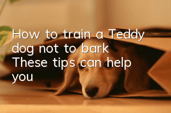 How to train a Teddy dog ​​not to bark? These tips can help you!