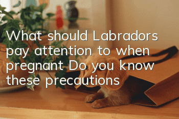What should Labradors pay attention to when pregnant? Do you know these precautions?