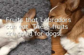 Fruits that Labradors can eat. These fruits are good for dogs.