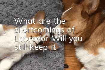 What are the shortcomings of Labrador? Will you still keep it?
