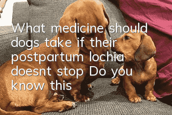 What medicine should dogs take if their postpartum lochia doesn’t stop? Do you know this about dogs’ postpartum lochia?