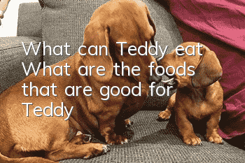 What can Teddy eat? What are the foods that are good for Teddy?
