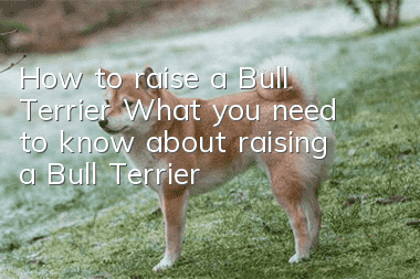 How to raise a Bull Terrier What you need to know about raising a Bull Terrier
