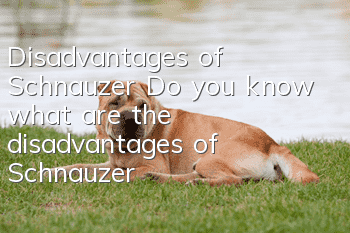Disadvantages of Schnauzer Do you know what are the disadvantages of Schnauzer?