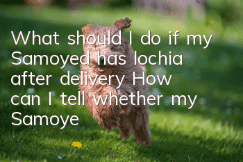 What should I do if my Samoyed has lochia after delivery? How can I tell whether my Samoyed has lochia or bleeding after delivery?