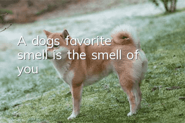 A dog’s favorite smell is the smell of you!