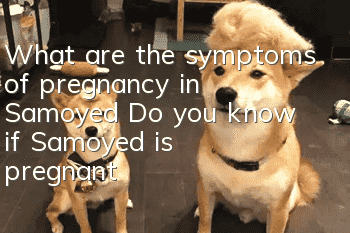 What are the symptoms of pregnancy in Samoyed? Do you know if Samoyed is pregnant?