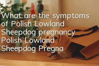 What are the symptoms of Polish Lowland Sheepdog pregnancy? Polish Lowland Sheepdog Pregnancy Care Tips
