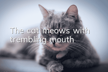 The cat meows with trembling mouth