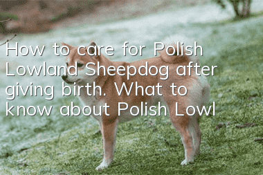 How to care for Polish Lowland Sheepdog after giving birth. What to know about Polish Lowland Sheepdog after giving birth.