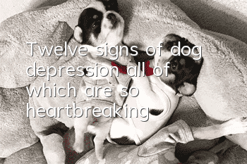 Twelve signs of dog depression, all of which are so heartbreaking