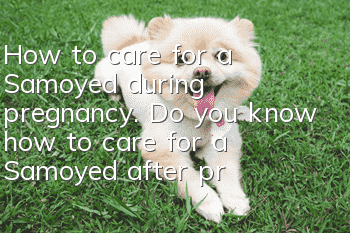 How to care for a Samoyed during pregnancy. Do you know how to care for a Samoyed after pregnancy?