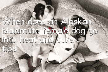 When does an Alaskan Malamute female dog go into heat and care tips?