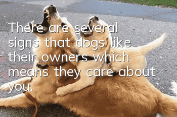 There are several signs that dogs like their owners, which means they care about you.