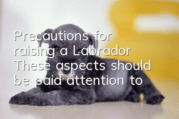 Precautions for raising a Labrador: These aspects should be paid attention to