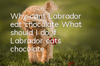 Why can’t Labrador eat chocolate? What should I do if Labrador eats chocolate?