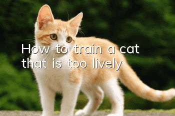 How to train a cat that is too lively?