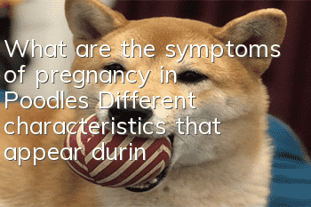 What are the symptoms of pregnancy in Poodles? Different characteristics that appear during pregnancy in Poodles
