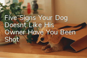 Five Signs Your Dog Doesn’t Like His Owner Have You Been Shot?