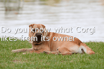Do you know what Corgi likes from its owner?