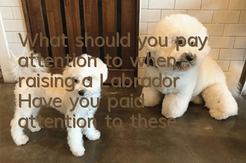 What should you pay attention to when raising a Labrador? Have you paid attention to these if you want to raise a Labrador?