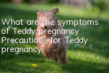 What are the symptoms of Teddy pregnancy? Precautions for Teddy pregnancy