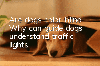 Are dogs color blind? Why can guide dogs understand traffic lights?