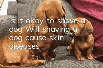 Is it okay to shave a dog? Will shaving a dog cause skin diseases?