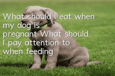 What should I eat when my dog ​​is pregnant? What should I pay attention to when feeding my dog ​​during pregnancy?