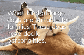 What kind of large dogs are suitable for families? These dogs have docile personalities.