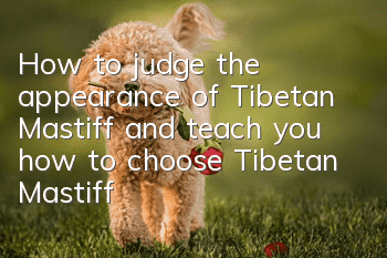How to judge the appearance of Tibetan Mastiff and teach you how to choose Tibetan Mastiff