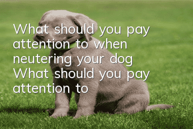 What should you pay attention to when neutering your dog? What should you pay attention to when neutering your dog?