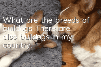 What are the breeds of bulldogs? There are also bulldogs in my country.