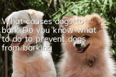 What causes dogs to bark? Do you know what to do to prevent dogs from barking?
