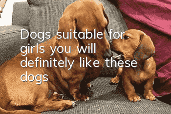 Dogs suitable for girls, you will definitely like these dogs