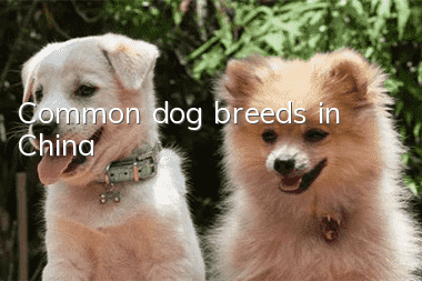 Common dog breeds in China