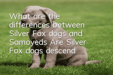 What are the differences between Silver Fox dogs and Samoyeds? Are Silver Fox dogs descended from Samoyeds?