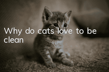 Why do cats love to be clean?