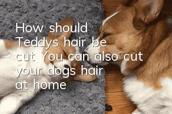How should Teddy's hair be cut? You can also cut your dog's hair at home
