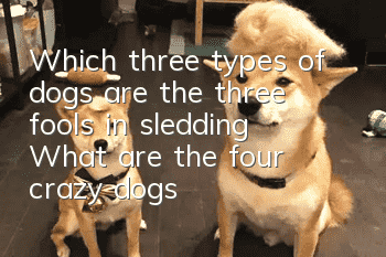 Which three types of dogs are the three fools in sledding? What are the four crazy dogs?