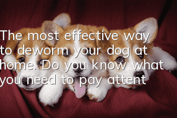 The most effective way to deworm your dog at home. Do you know what you need to pay attention to when deworming your dog at home?