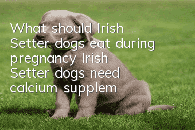 What should Irish Setter dogs eat during pregnancy? Irish Setter dogs need calcium supplements during pregnancy