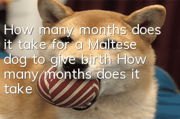How many months does it take for a Maltese dog to give birth? How many months does it take for a Maltese dog to give birth after pregnancy?