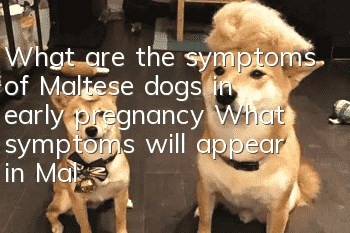 What are the symptoms of Maltese dogs in early pregnancy? What symptoms will appear in Maltese dogs in early pregnancy?