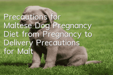 Precautions for Maltese Dog Pregnancy Diet from Pregnancy to Delivery Precautions for Maltese Dog Pregnancy