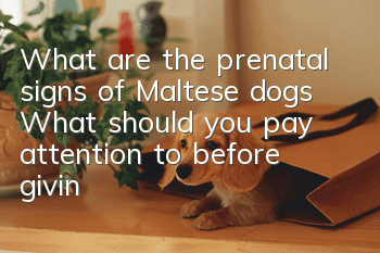 What are the prenatal signs of Maltese dogs? What should you pay attention to before giving birth to Maltese dogs?
