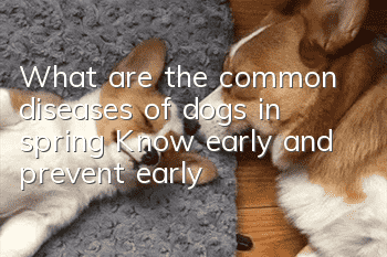 What are the common diseases of dogs in spring? Know early and prevent early
